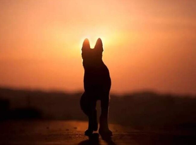 Dog Shoots And Kills Owner During Hunting Trip