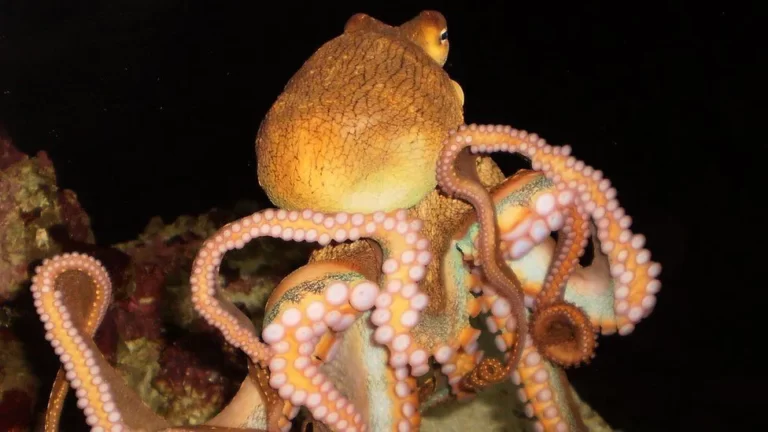 World’s First Octopus Farm Proposals Alarm Scientists