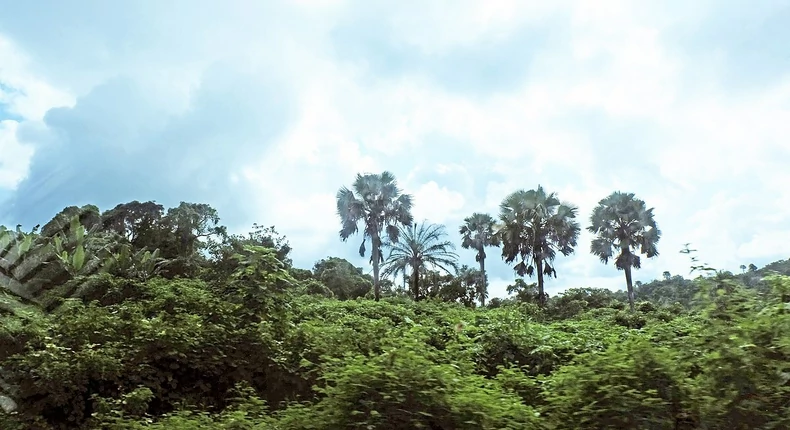 See the forest in Ondo where masquerades are forbidden