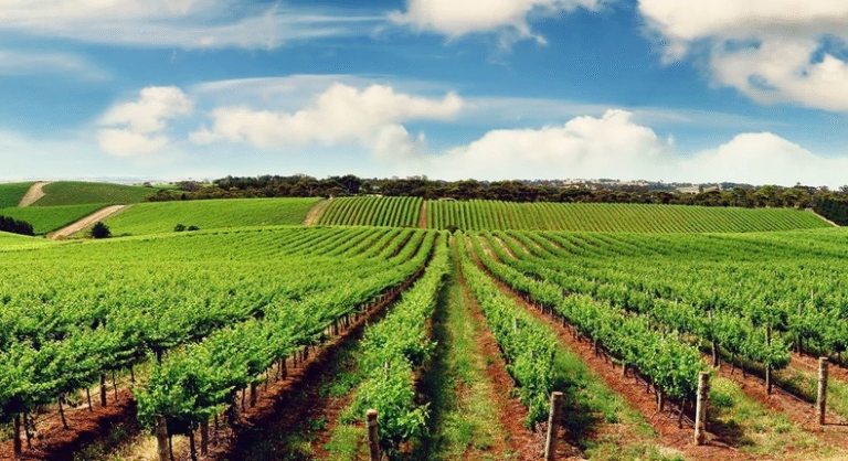 Tanzania and Netherlands Collaborate on an Agritech Solution