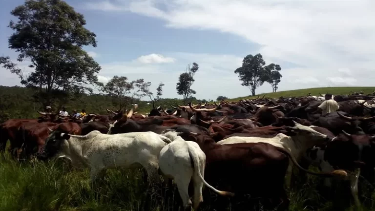 NEMA-begins-distribution-of-cows-to-victims-of-crisis-in-Taraba