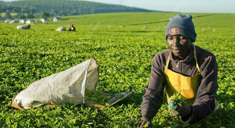 See why Kenya has been losing $2 million per week