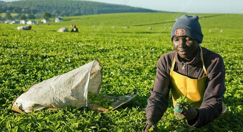 See why Kenya has been losing $2 million per week