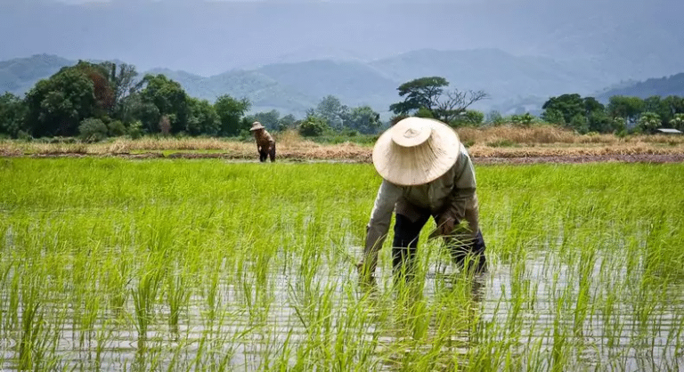 Bayelsa rice farmers worried over predicted flooding, pest attacks