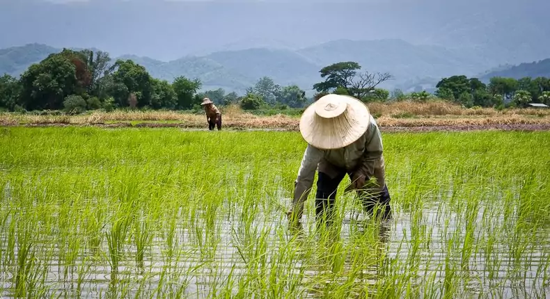 Bayelsa rice farmers worried over predicted flooding, pest attacks