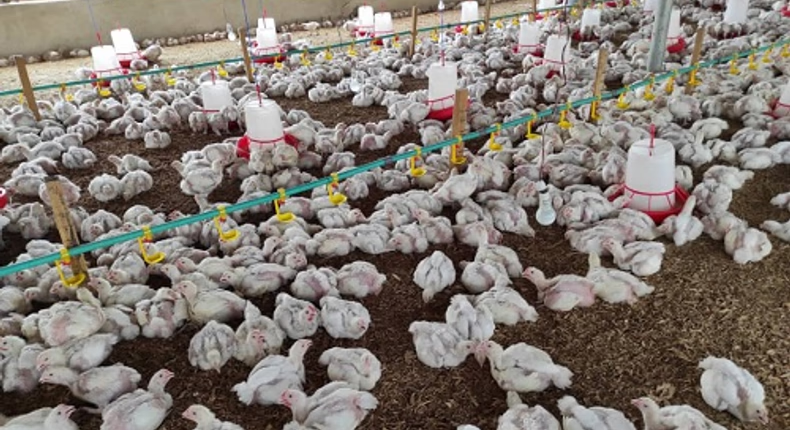 Farm manager in court for allegedly stealing chickens worth ₦5.4m