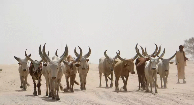 Kano Agro-pastoral Dev Project reserves ₦160m to vaccinate 1.8m livestock