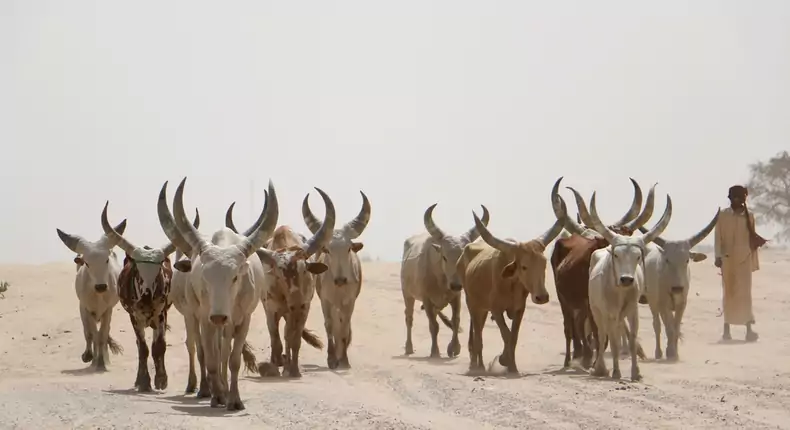 Kano Agro-pastoral Dev Project reserves ₦160m to vaccinate 1.8m livestock