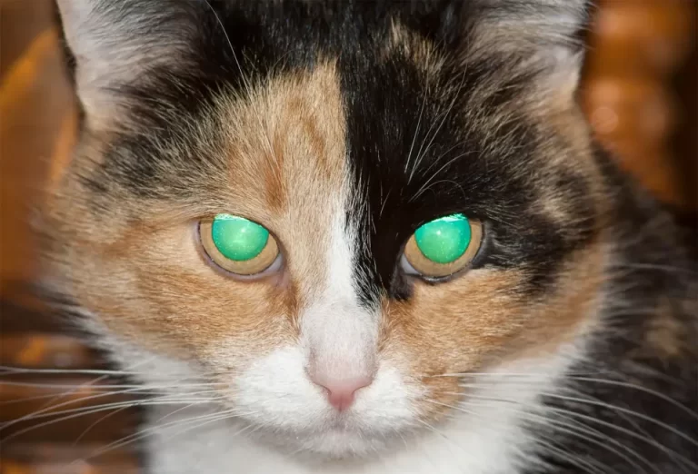 tapetum-lucidum-light-retina-night-vision-vertebrates