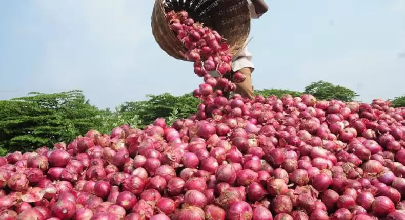 Enugu Govt urges farmers to engage in onion farming to boost production in the state