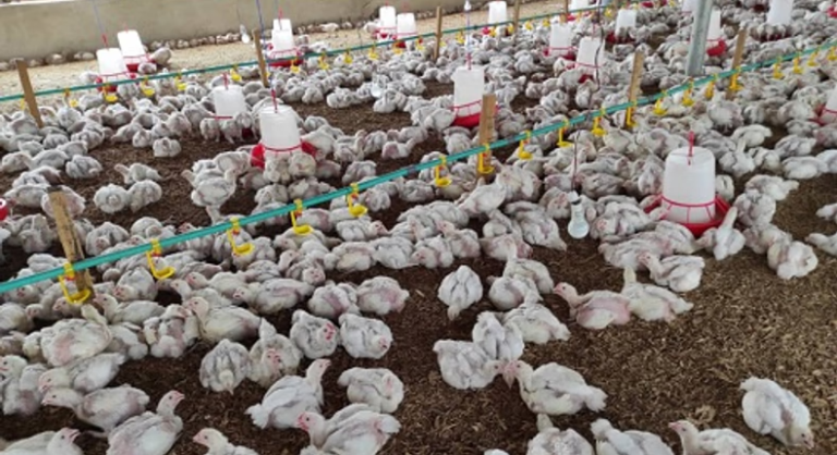 Nigerian poultry farmers blame CBN's Naira policy for industry's ₦200bn loss