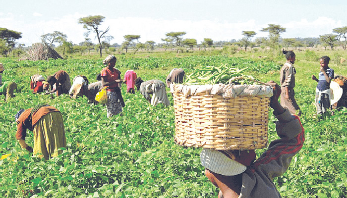 A-farmers-on-a-farmland