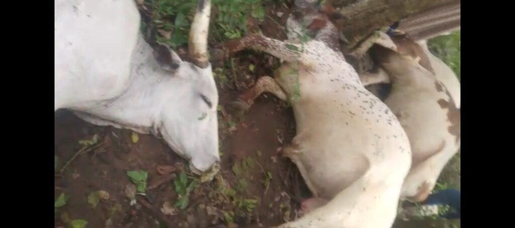 The-dead-Cows