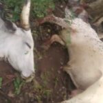 The-dead-Cows