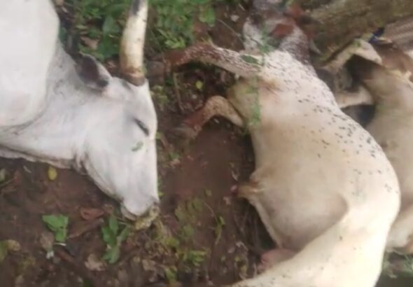 The-dead-Cows