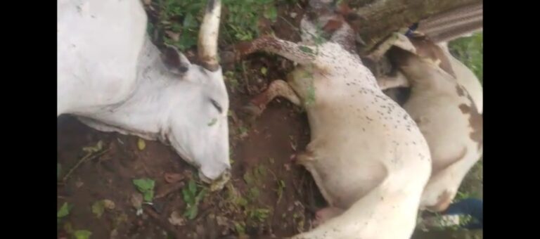 The-dead-Cows