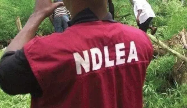 NDLEA-uncovers-large-farm-of-marijuana-in-Kano-e1637501727420