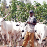 cattle-rustlers