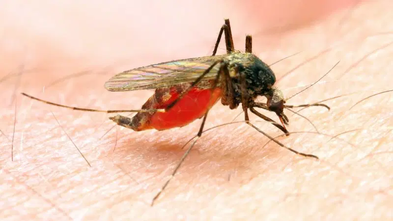 malaria-is-passed-on-by-the-anopheles-mosquito-edited