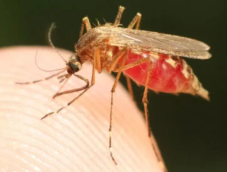 Malaria-Texas-Florida